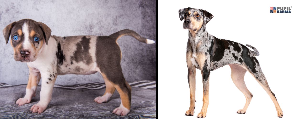 niezwykła uroda. Po lewej zdjęcie szczeniaka, po prawej na białym tle dorosłego psa. Po prawej logo pupilkarma.